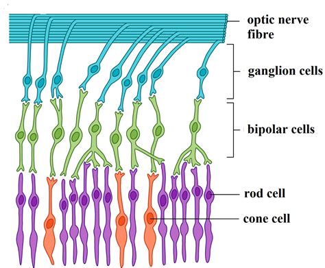 Which Cells Directly Transmit Action Potentials To The Optic Nerve