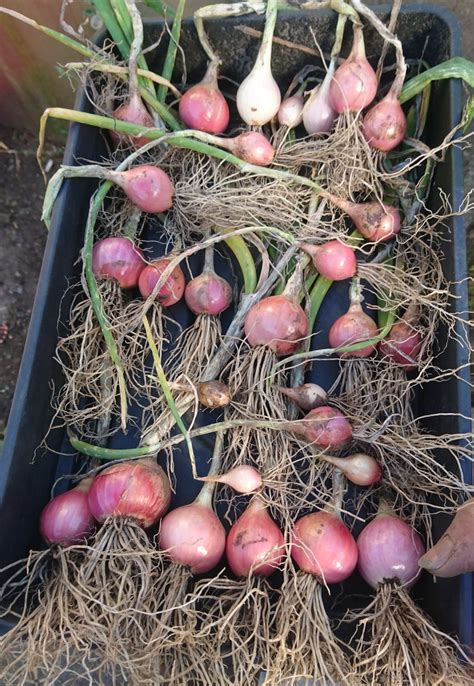 Egyptian Walking Onion Bulbs Jasons Jungle