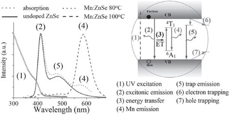 Typical Uv Vis Spectra Of D Dots And Pl Spectra Of Undoped Znse Qd And Download Scientific