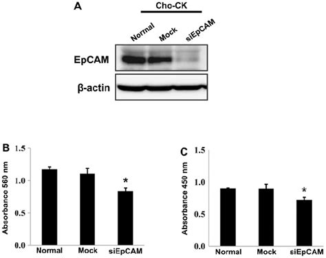 Xtt And Brdu Proliferation Assay In Epcam Downregulated Cho Ck Cell