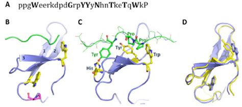 Model Of A WW Domain Structure A Consensus Sequence Of WW Domain