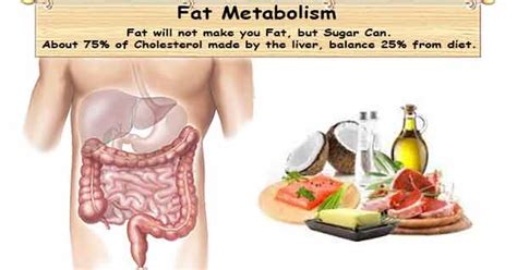 Fat Metabolism: Fat Digestion, Absorption & Assimilation