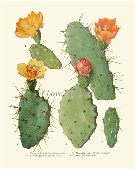 Cactus Botanical Prints Wall Art Set Of Beautiful Antique Etsy