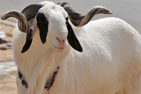 Le Ladoum Mouton Star De La Tabaski Au S N Gal