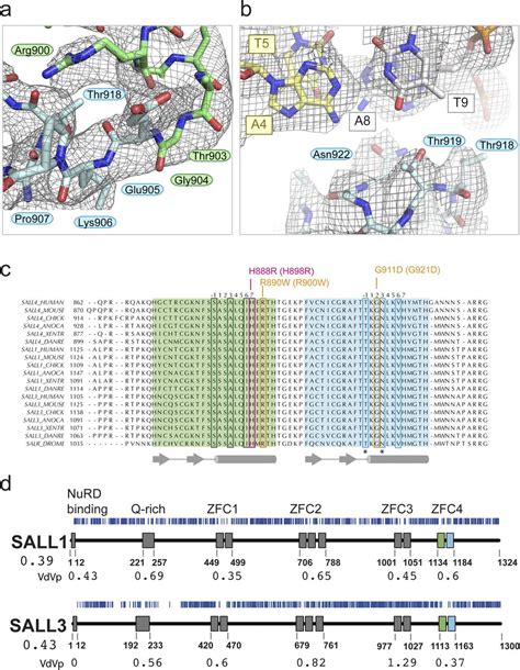 Structure Of Sall4 Zinc Finger Domain Reveals Link Between At Rich Dna