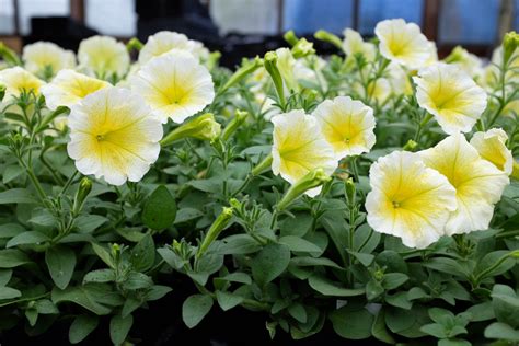 Petunia 'Easy Wave Yellow'