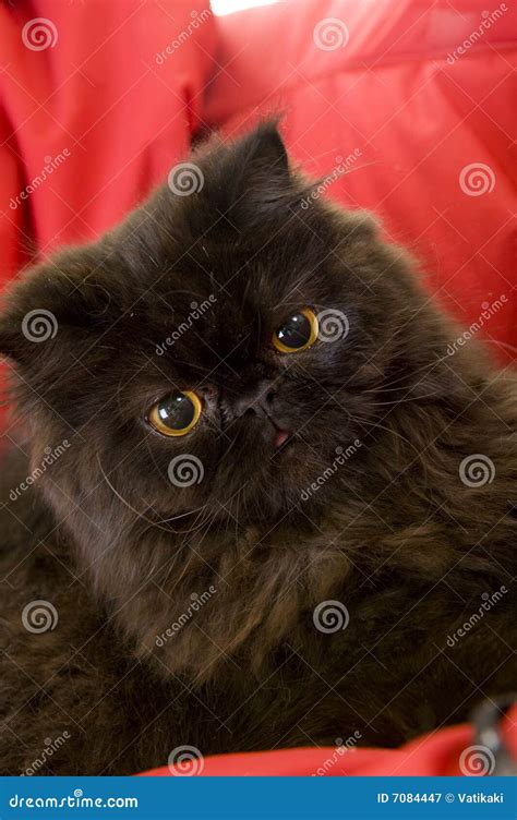 Cute Siamese cat stock image. Image of eyes, kitty, hair - 7084447