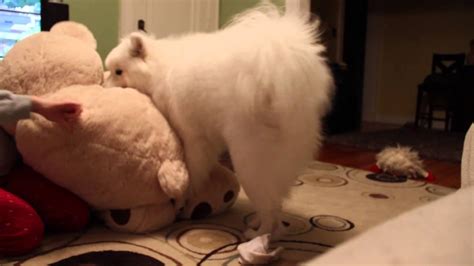 Samoyed Vs Giant Teddy Bear Youtube