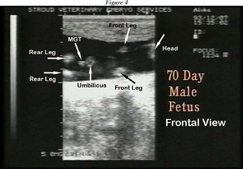 Pdf Bovine Fetal Sexing Using Ultrasound Semantic Scholar