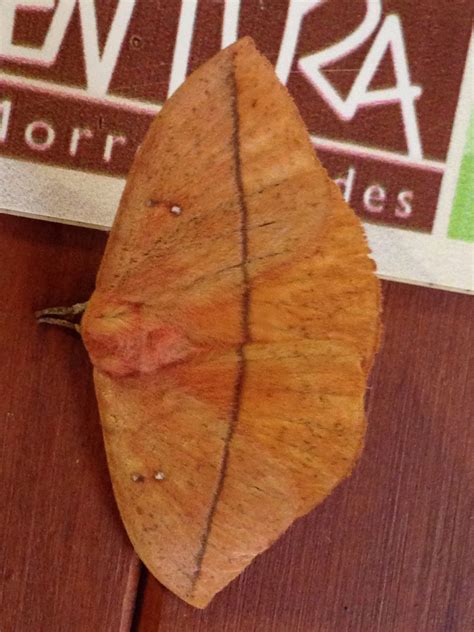 Lonomia Obliqua Moth