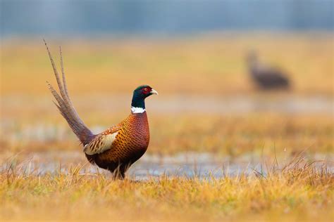 The Ultimate Pheasant Hunt Lake Andes South Dakota Fay Ranches