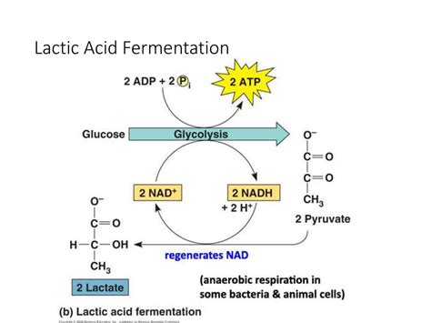 Cellular Respiration Honors Biology Ppt Download