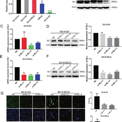 ISL1 Was Elevated In NB Cell Lines And Regulated NB Cell Proliferation