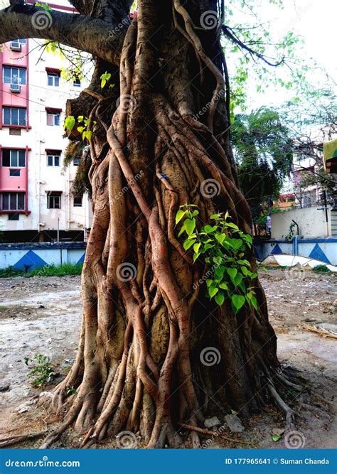 Pipal Tree In Kolkata Stock Image Image Of Tree Wood 177965641