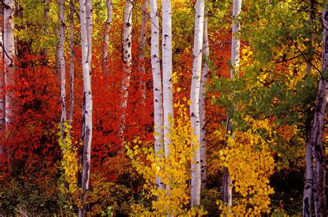 Seasons Autumn Russia Birch Trees Hd Wallpaper Rare Gallery