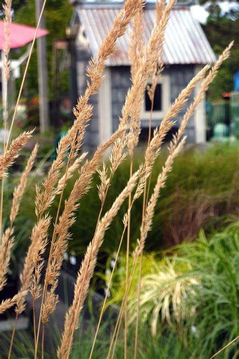 Overdam Feather Reed Grass Doing A Golden Dance On The Breeze Out In The Nursery