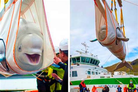 Two beluga whales in captivity have been released after almost a decade ...