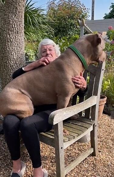 Pit Bull Gigante Tem Rea O Encantadora Ao Ver Sua Vov E Cena