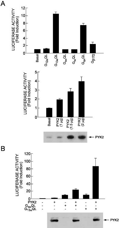 G Protein And Pyk Mediated Activation Of An Nf Bdependent Reporter A