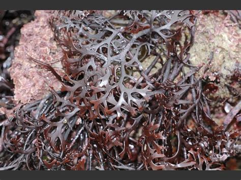 Chondrus crispus - Carragheen or Irish Moss (Red seaweed images)