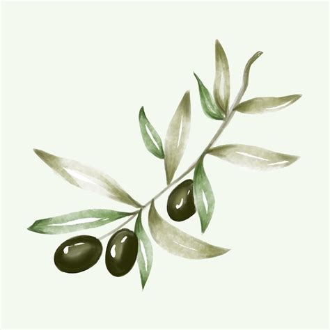 Premium Vector Olive Branch Hand Drawn Isolated On Background