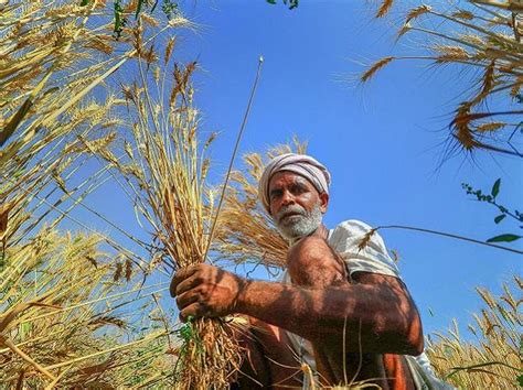 Govt Buys Million Tonne Kharif Paddy At Msp In Last Days