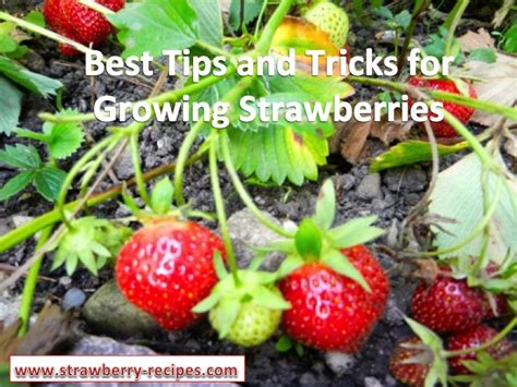 Growing Strawberries