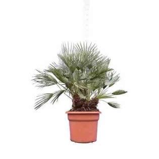 Chamaerops Humilis Var Cerifera Palmier Doum Bleu Pot De 40 Litres