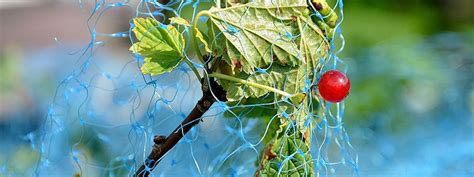 Comment empêcher les oiseaux de manger les cerises Maillestore