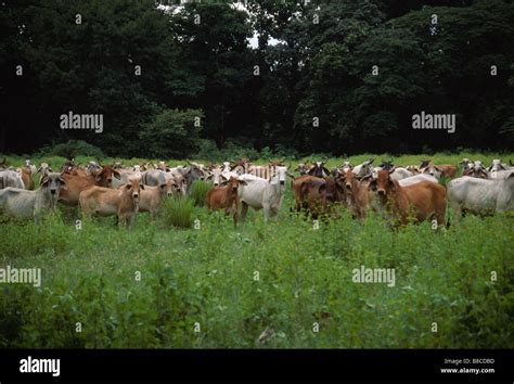 Cattle Rearing High Resolution Stock Photography and Images - Alamy