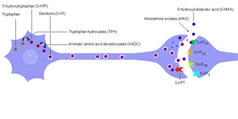 Schematic Illustration Of A Serotonergic Neuron With Its Cell Body In