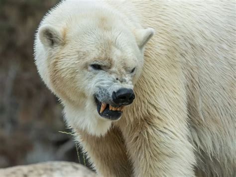 Polar Bear Attack Zoo