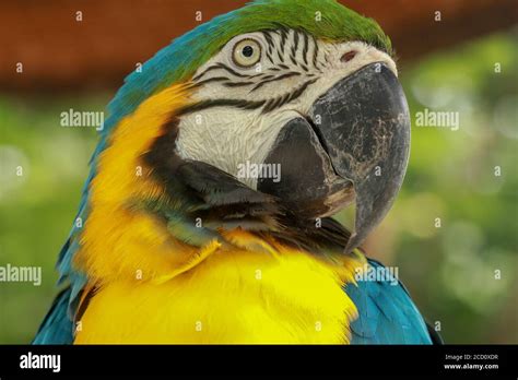 Close Up Of Head Of Blue And Gold Macaw Parrot Exotic Colorful African