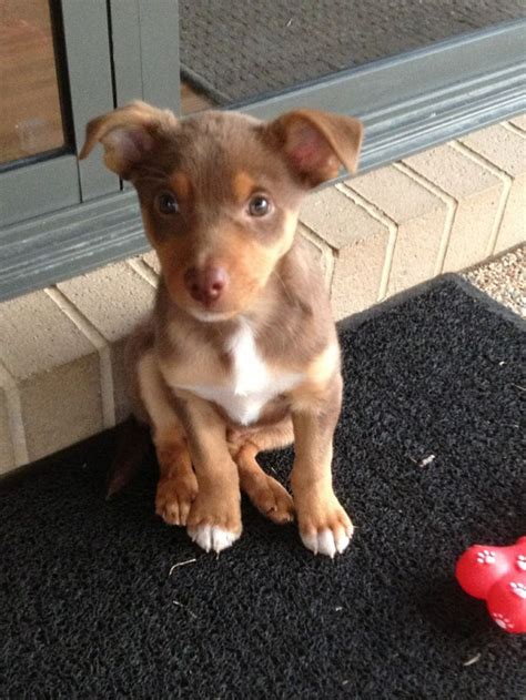 Cute Tan kelpie pup | Cute animals, Working dogs, Puppies