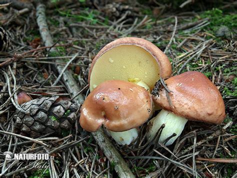 Suillus granulatus Pictures, Weeping Bolete Images, Nature Wildlife ...