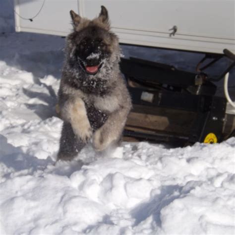 Darius Contest Entry 42200 Modern Dog Magazine