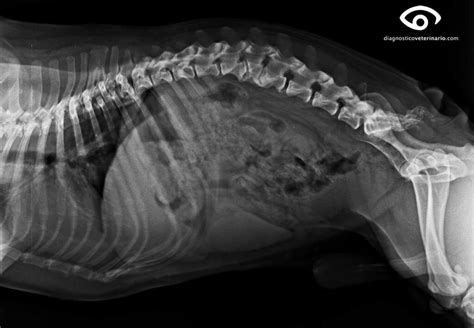 ANOMALÍAS VERTEBRALES CONGÉNITAS Diagnóstico Veterinario