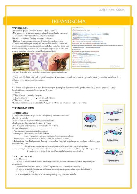 Tripanosoma Sasha Galvez Castillo Udocz