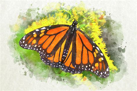 Monarch Butterfly Watercolor Art Painting by Christina Rollo - Fine Art ...