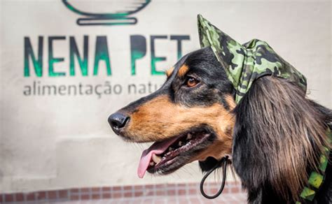 Quantas Vezes Por Dia Um Cachorro Deve Comer Nena Pet Alimenta O