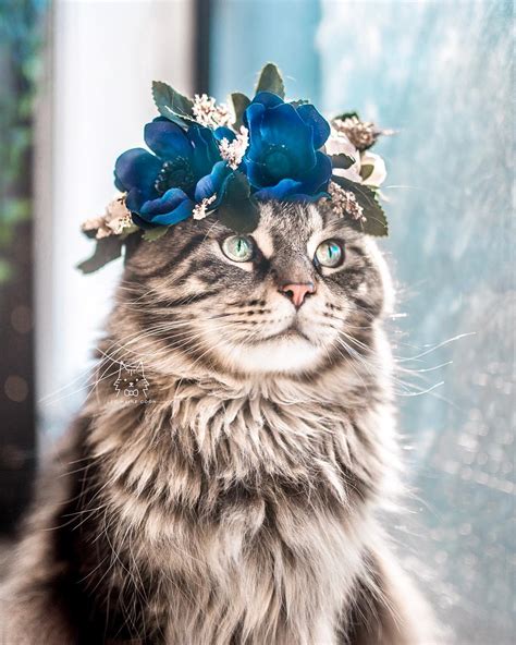 Elle Confectionne D Adorables Couronnes De Fleurs Pour Célébrer La Majestuosité Des Chats