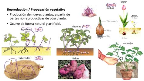 Proceso De ReproducciÓn De Las Plantas Libros Y Manuales De Agronomia