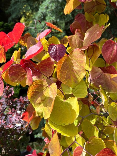 Cercis Canadensis Flame Thrower Rosebud 7 Gallon Watsons Greenhouse