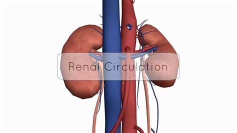 Renal Circulationblood Supply Anatomy Tutorial Youtube