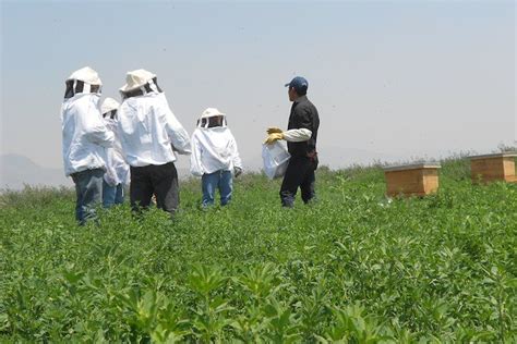 La Adopción De Tecnología Sustentable En El Cultivo De Alfalfa Para El