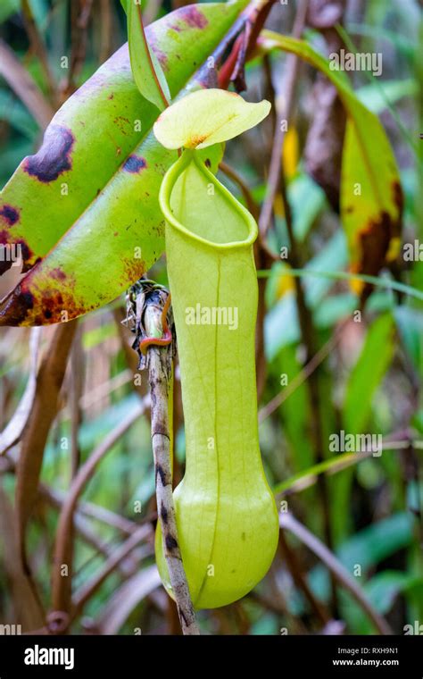 Endemic Plants Of Sri Lanka