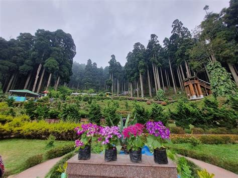 Best 10 things to do in Lamahatta Eco Park Darjeeling