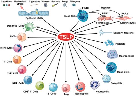 Frontiers Thymic Stromal Lymphopoietin Isoforms Inflammatory