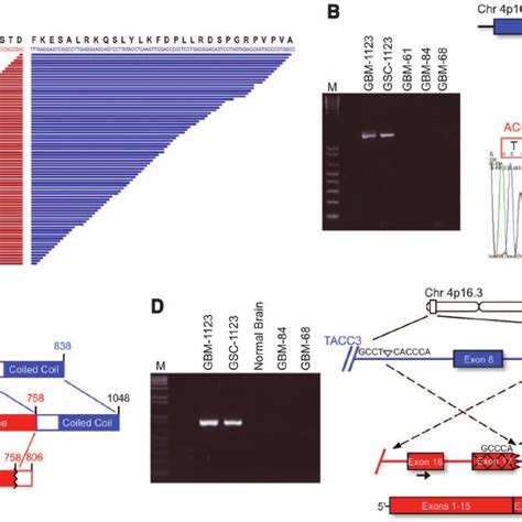 PDF Transforming Fusions Of FGFR And TACC Genes In Human Glioblastoma