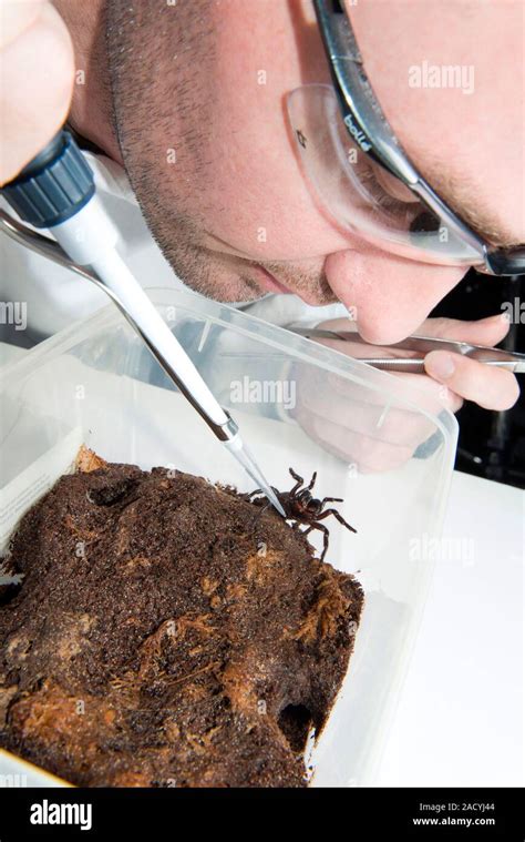 Australian funnel-web spider (Hadronyche valida) being milked for venom. This spider is used for ...